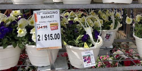 50% Off Home Depot Hanging Flower Baskets