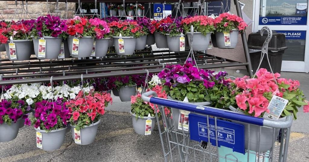 1.5 Gallon Hanging Baskets at Lowe's
