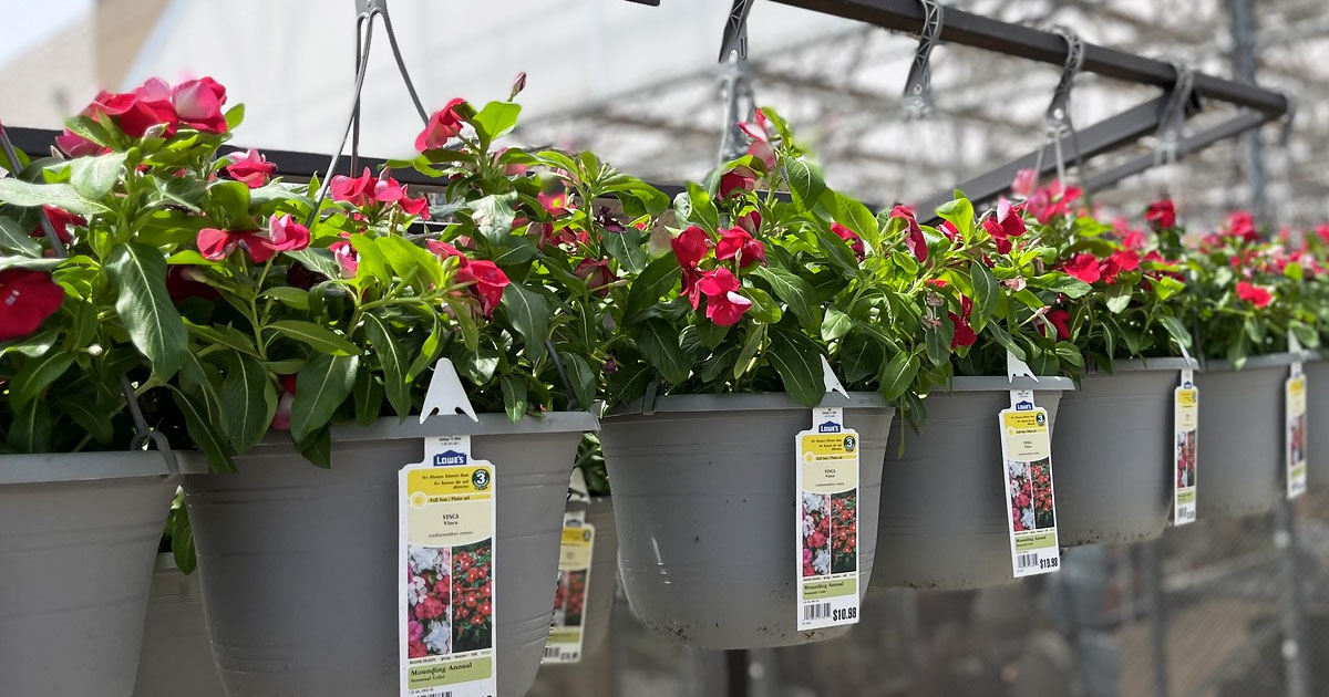 Lowe’s Hanging Flower Baskets Just $8 Each | Zinnias, Violas, Geraniums & More