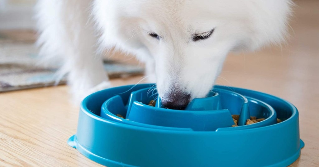 White dog eating out of a puzzle bowl feeder