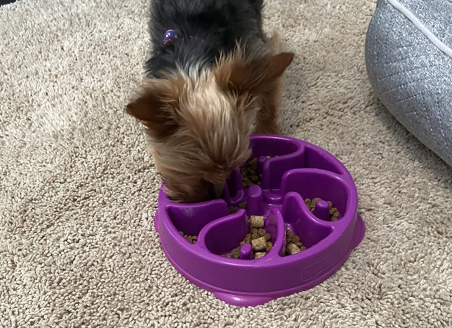 dog eating out of a Outward Hound Fun Feeder