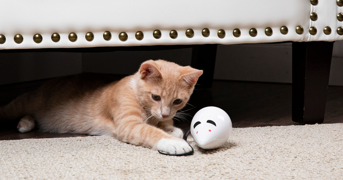 cat playing with interactive toy under couch