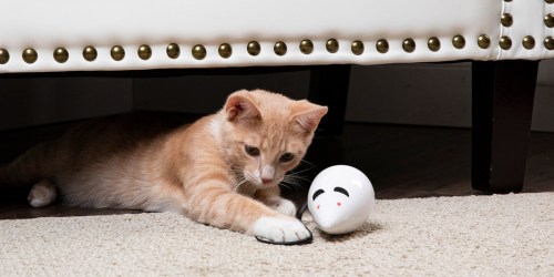 Premier Pet Interactive Cat Toys Only $5 on Walmart.com (Regularly $22)