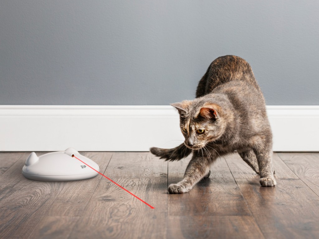 cat playing with interactive toy on floor