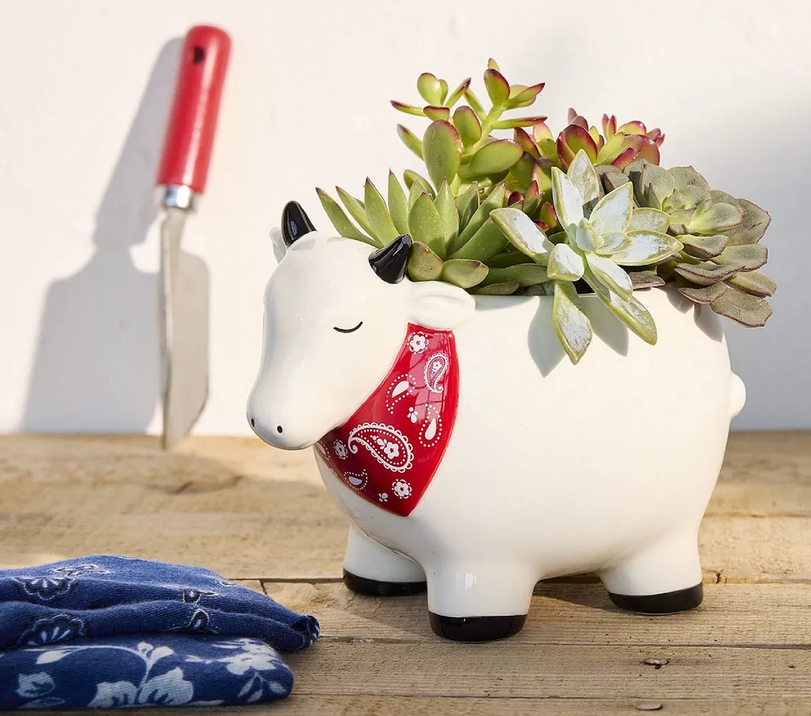 Planter that looks like a cow with succulents in it