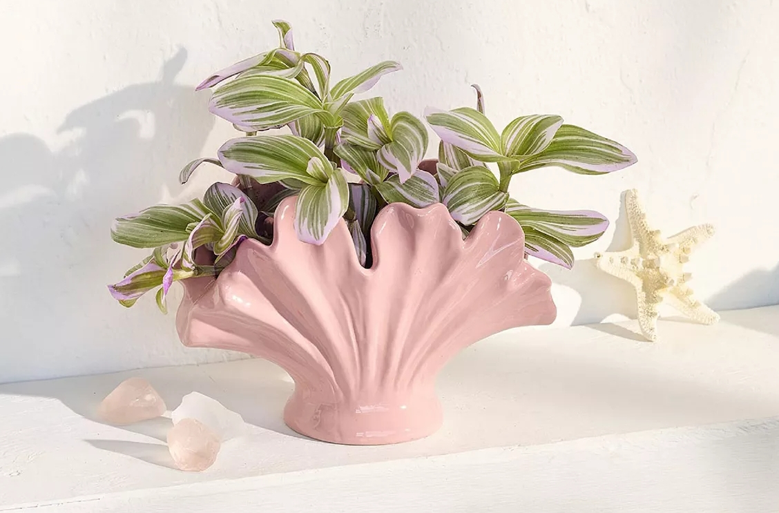 Seashell shaped planter with a plant in it