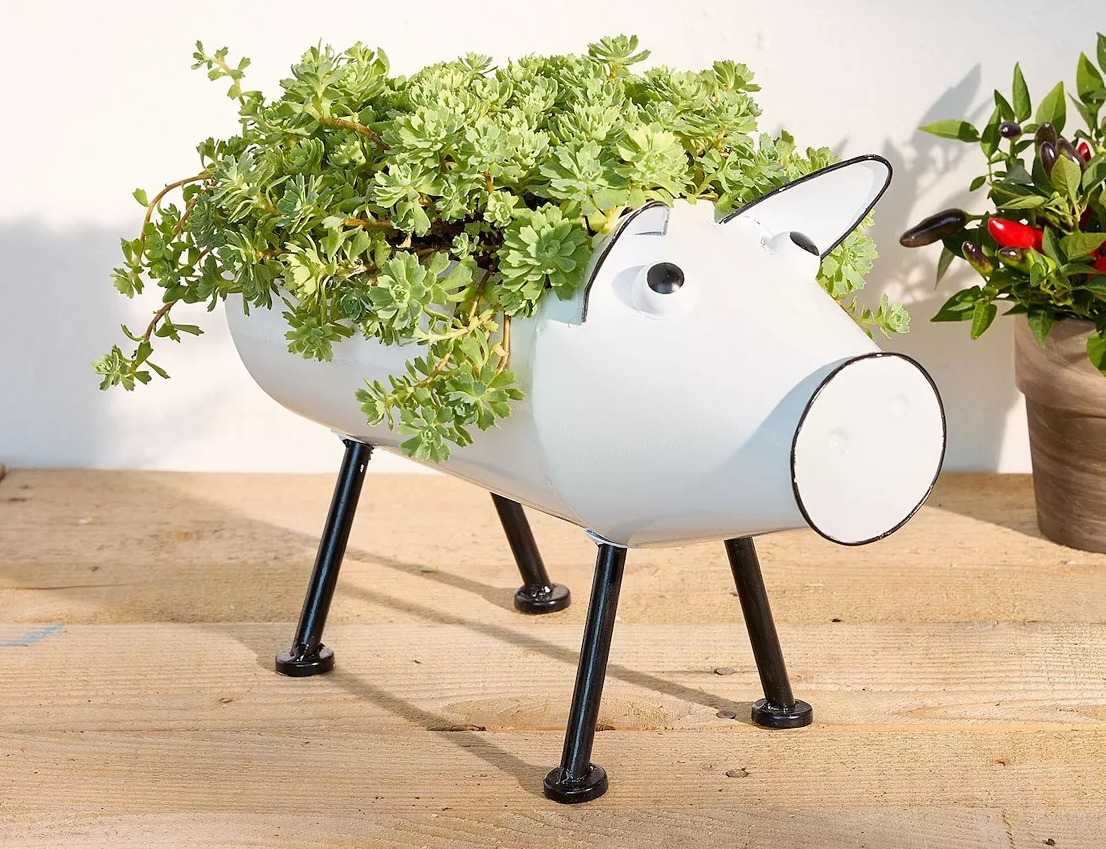 Pig planter with succulents in it