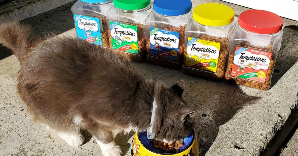 cat eating in front of many containers of cat treats