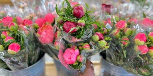 Peony 5-Stem Bouquets Only $9.99 at Trader Joe’s (Available for Limited Time Only)