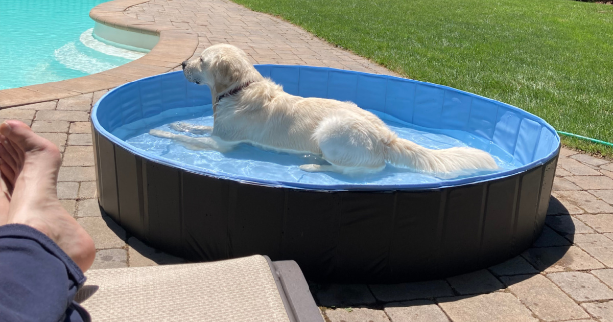 Furever Foldable XXL Dog or Kiddie Pool Just $34.99 Shipped on Amazon ...