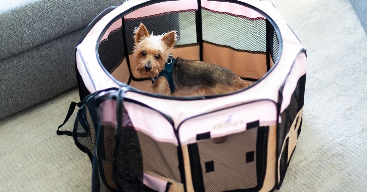 little dog in pink play pen