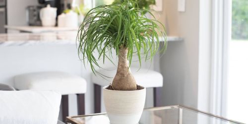 Up to 45% Off Costa Farms Plants on Lowes.com | Palm or Fiddle Leaf Fig w/ Planters Just $21!