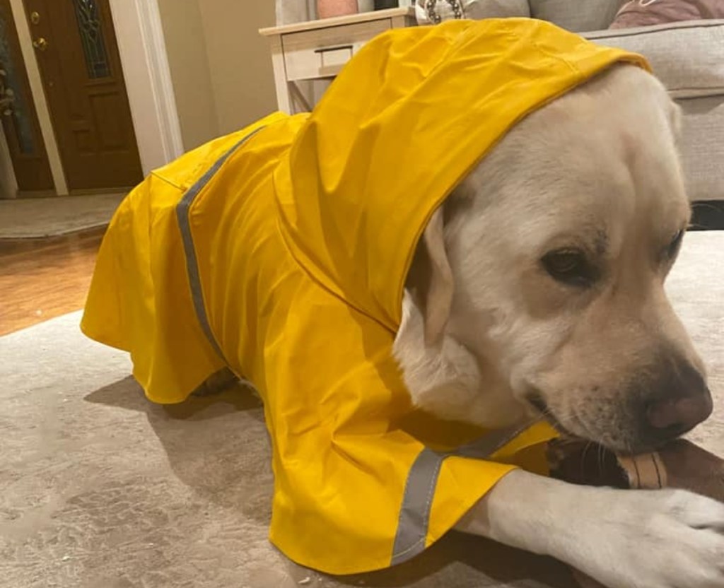 dog wearing a yellow raincoat