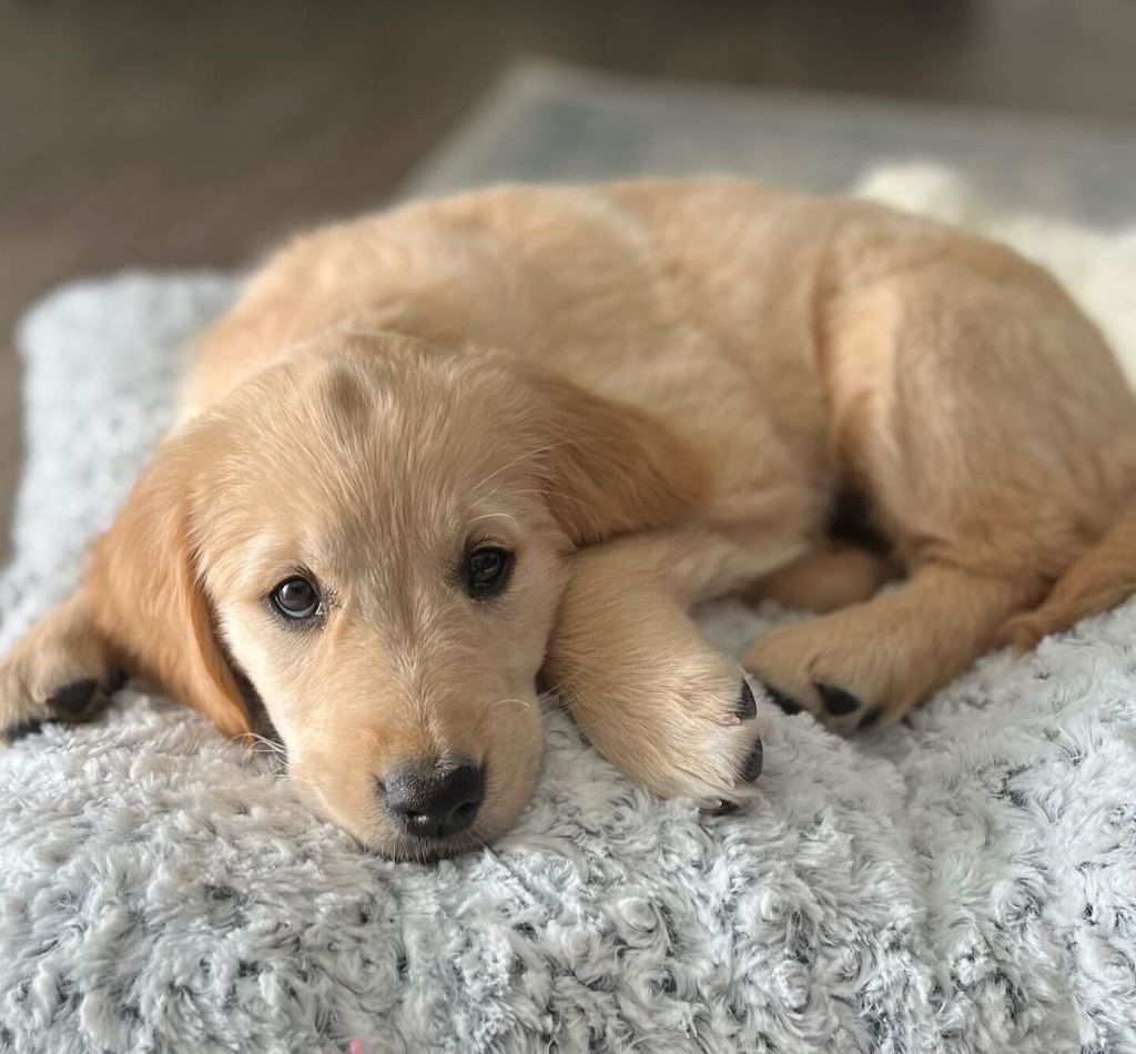 golden retriever puppy on furry dog bed