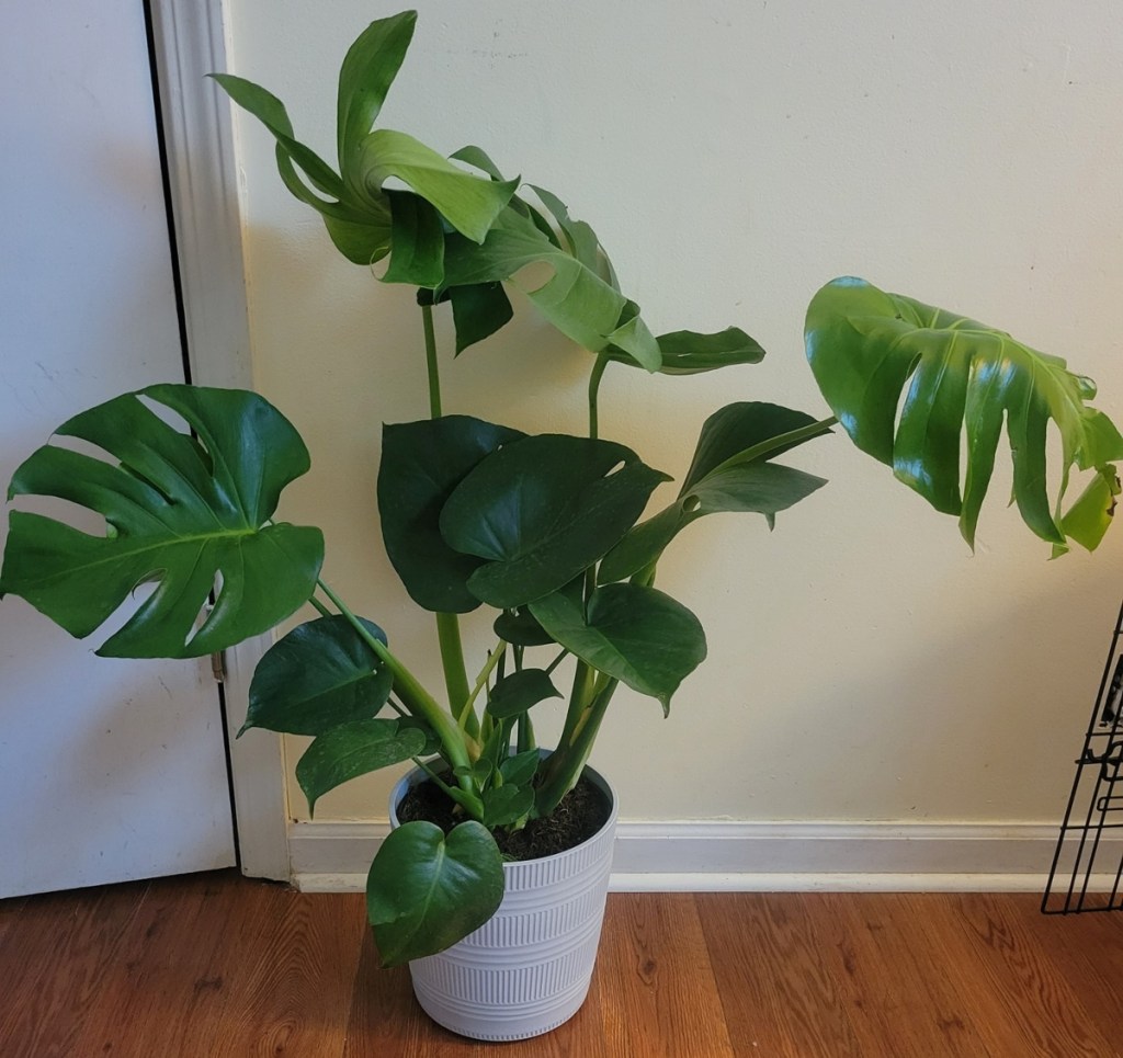 Monstera Plant in a white pot