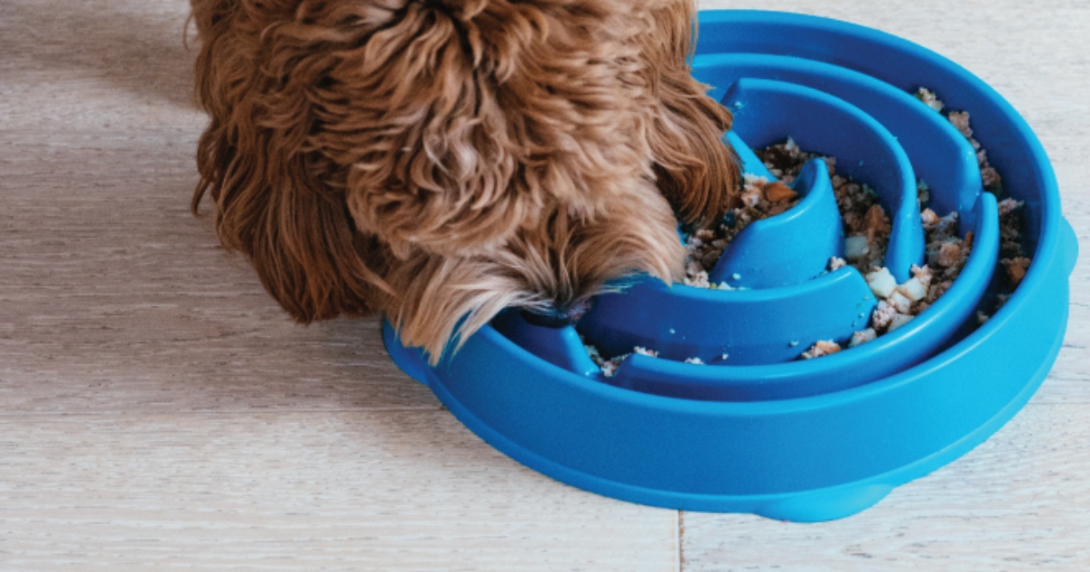 brown long haired dog eating out of a blue slow feeding bowl