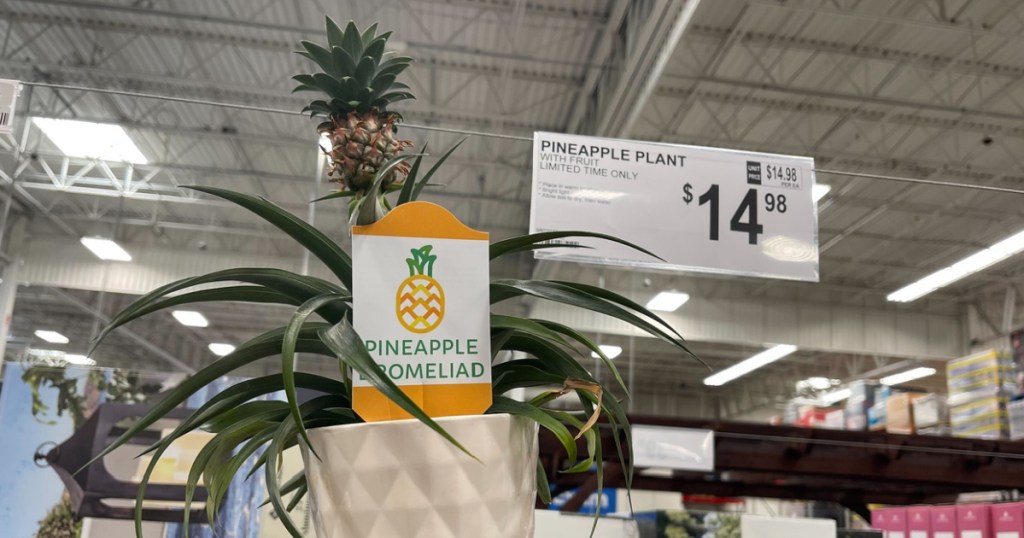 pineapple plant-2