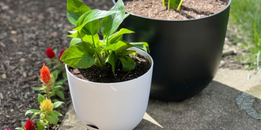 50% Off Our Favorite Self-Watering Planters on Target.com | Prices from $1.50