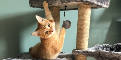 7 Best-Selling Cat Trees & Condos on Amazon Right Now