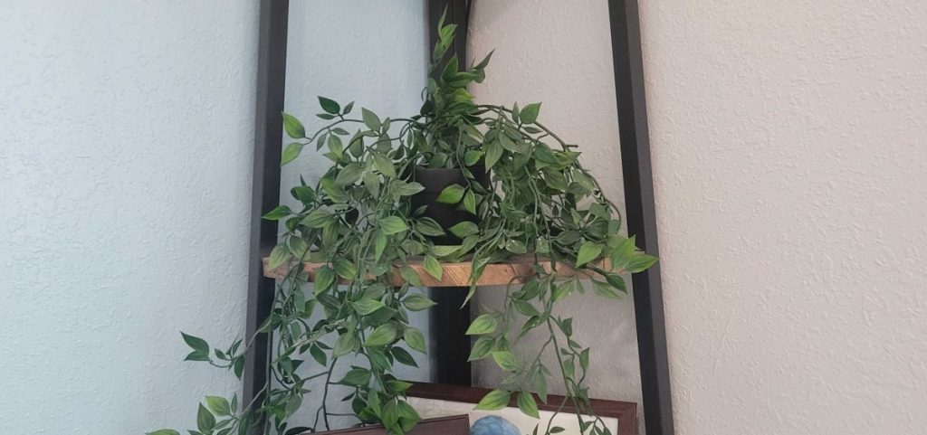 shane's hanging plant from amazon
