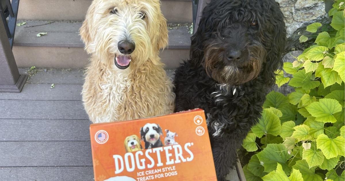 two dogs sitting on a step with a Dogsters Ice Cream box
