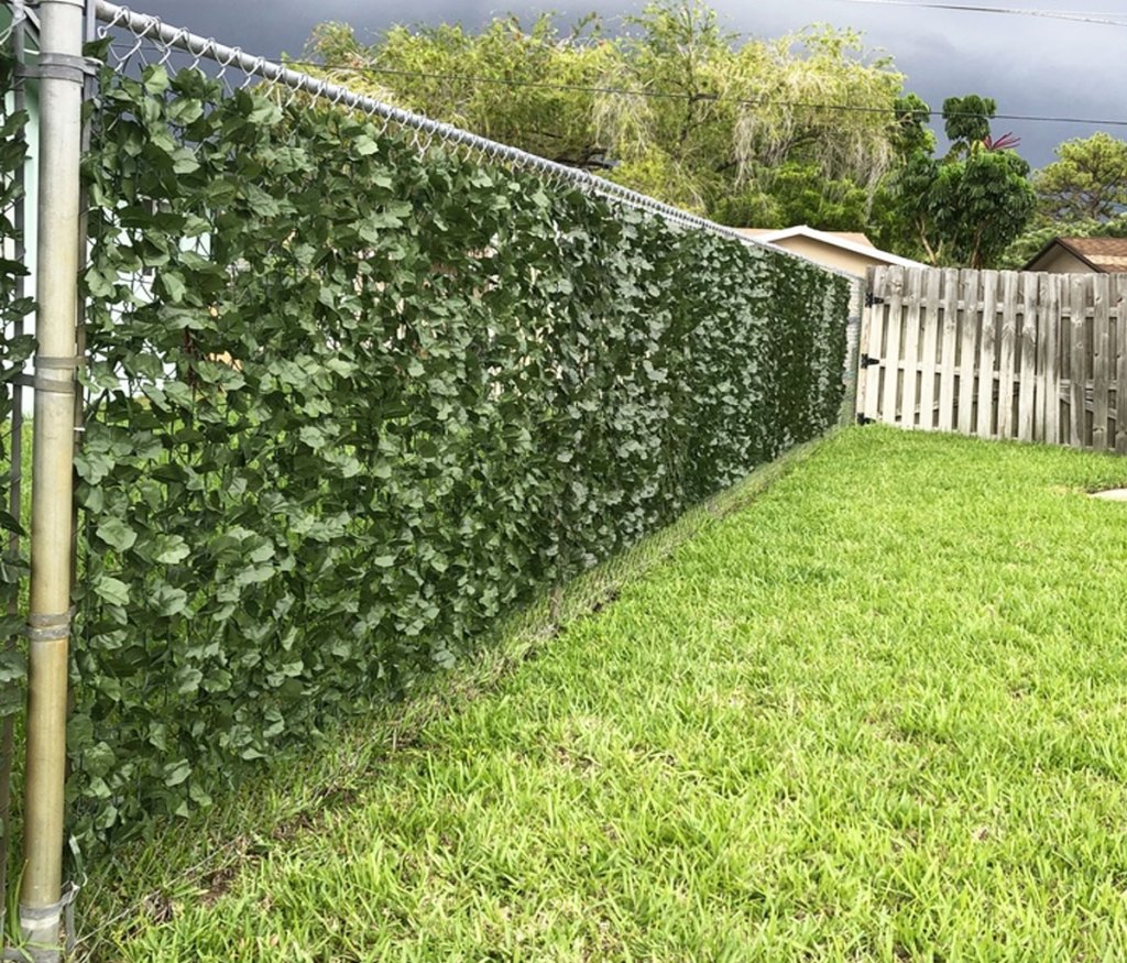 ivy privacy screen on chain link fence