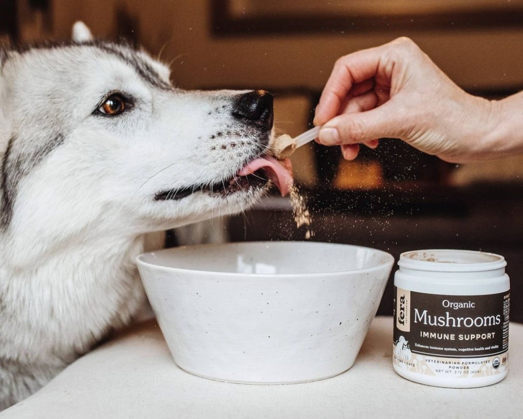 dog eating Fera Pet Organics Organic Mushroom Blend Immune Support Powder