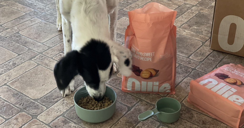 dog eating Ollie Dog Food