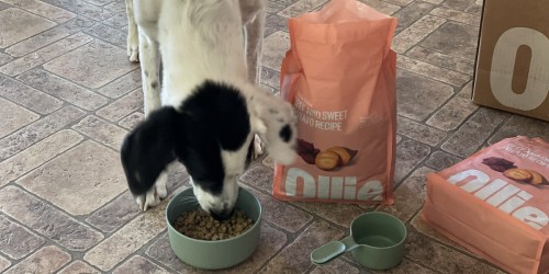 Up to 60% Off Ollie Dog Food + Free Bowl AND Scoop (Fresh Ingredients Tailored to Your Pup)