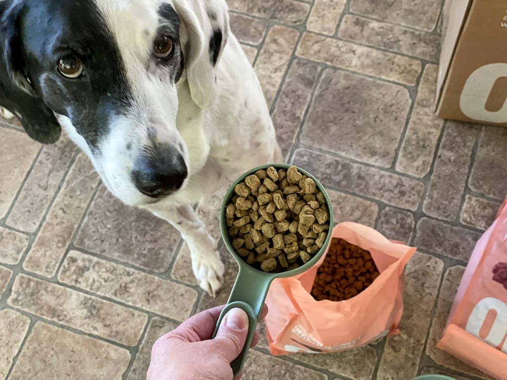 On the Hunt for Healthy Dog Food? Score 60 off Ollie Baked Dog Food!
