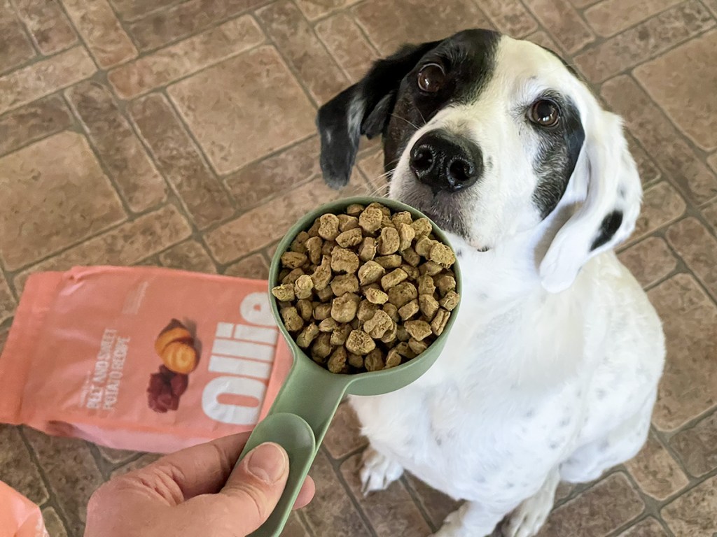 scoop of ollie healthy dog food 