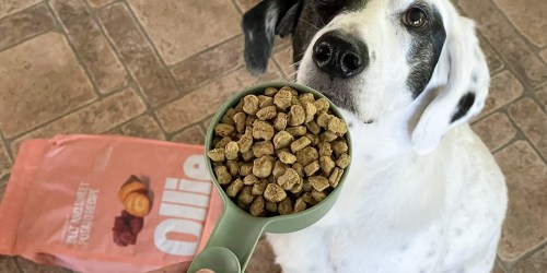 On the Hunt for Healthy Dog Food? Score 60% Off Ollie’s Newest Baked Dog Food!