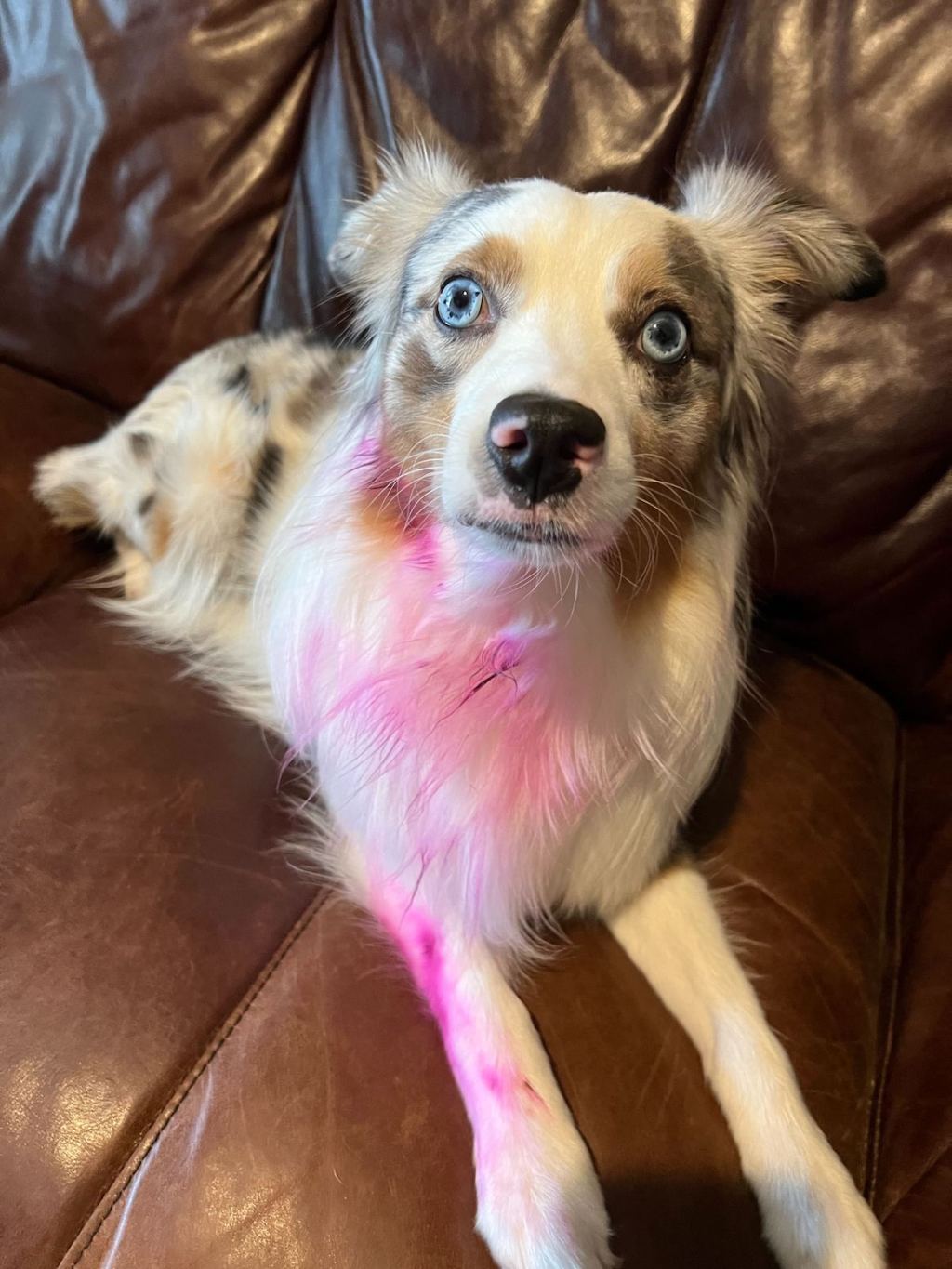 dog with bright blue eyes sitting on leather couch with pink ink on fur