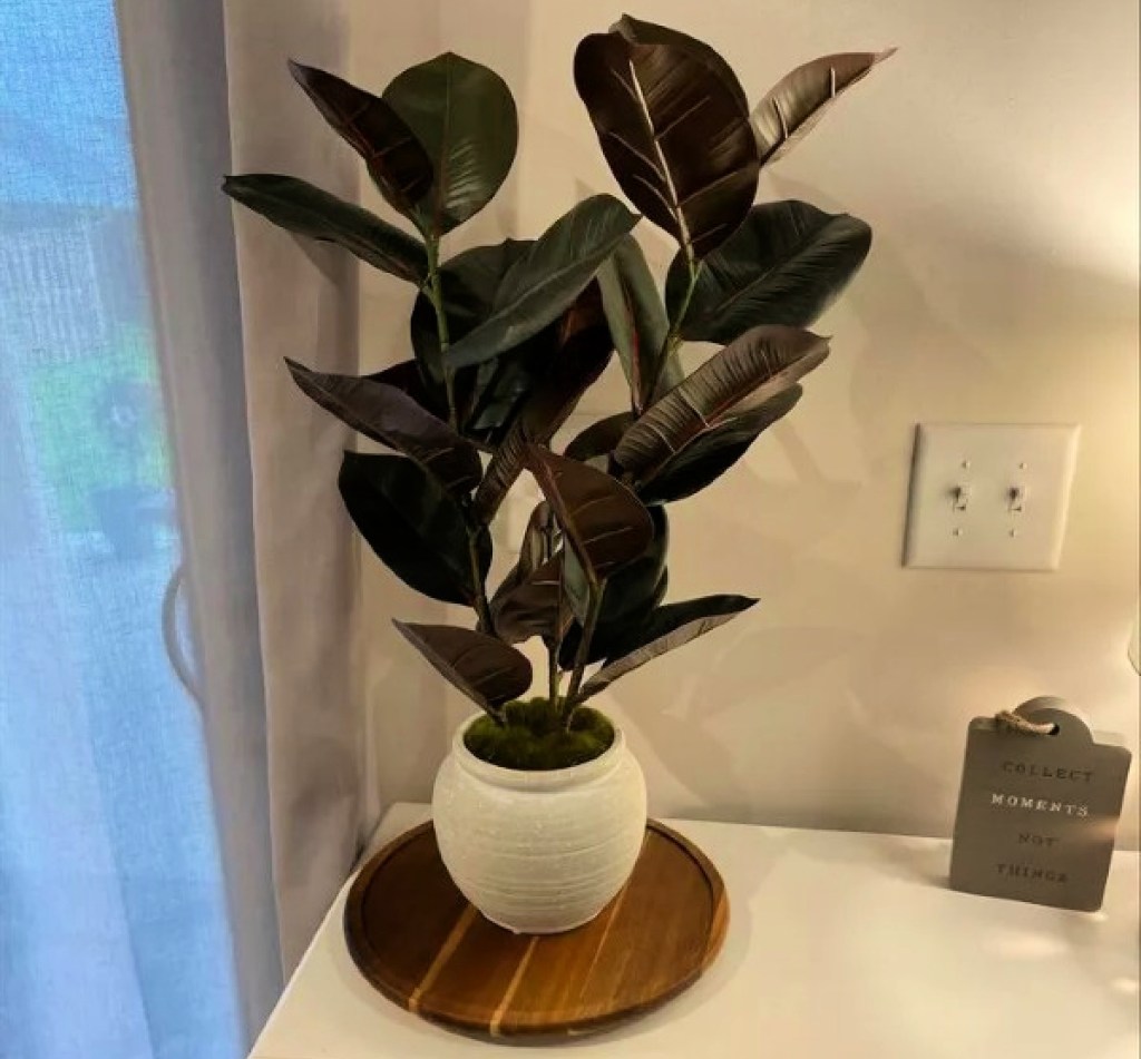 rubber plant - fake plants from target