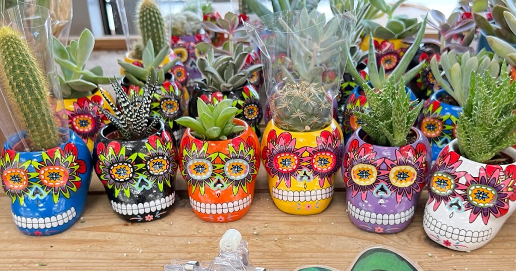 New Trader Joe's Items Skull Succulent Planters Only 4.99