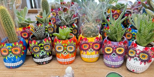New Trader Joe’s Items | Skull Succulent Planters Only $4.99