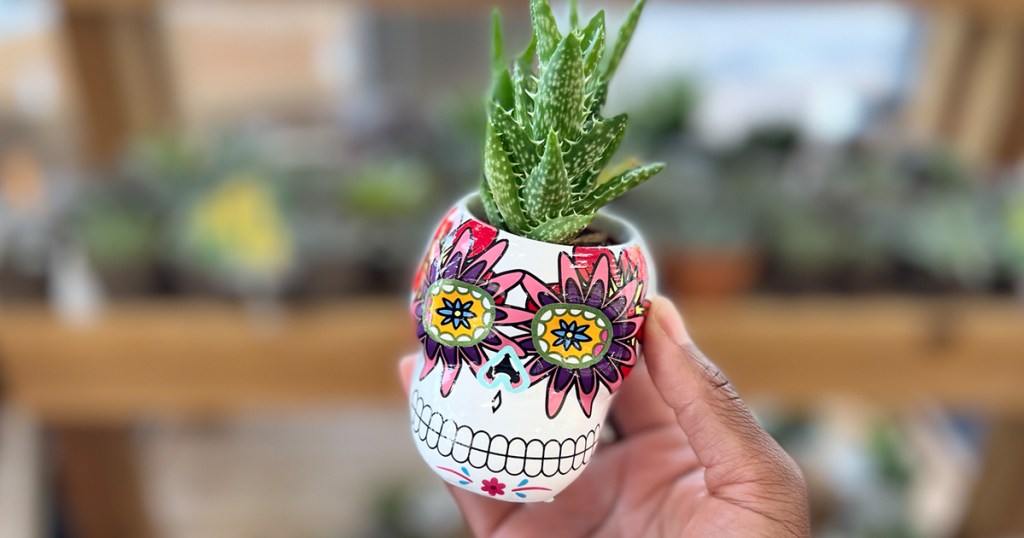 New Trader Joe's Items Skull Succulent Planters Only 4.99