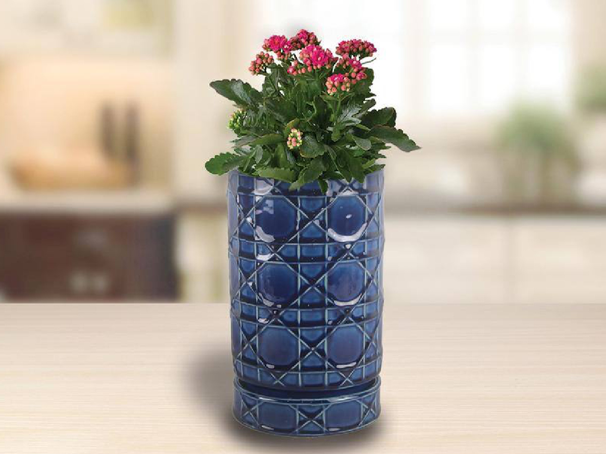 blue Cobalt Blue Carlysle Cylinder Ceramic Planter iwth plant in it sitting on counter