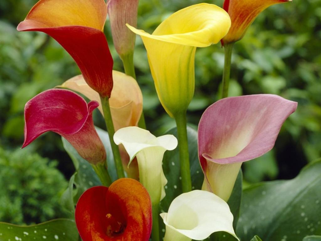 Van Zyverden Callas Plant Bulbs, 8 Count