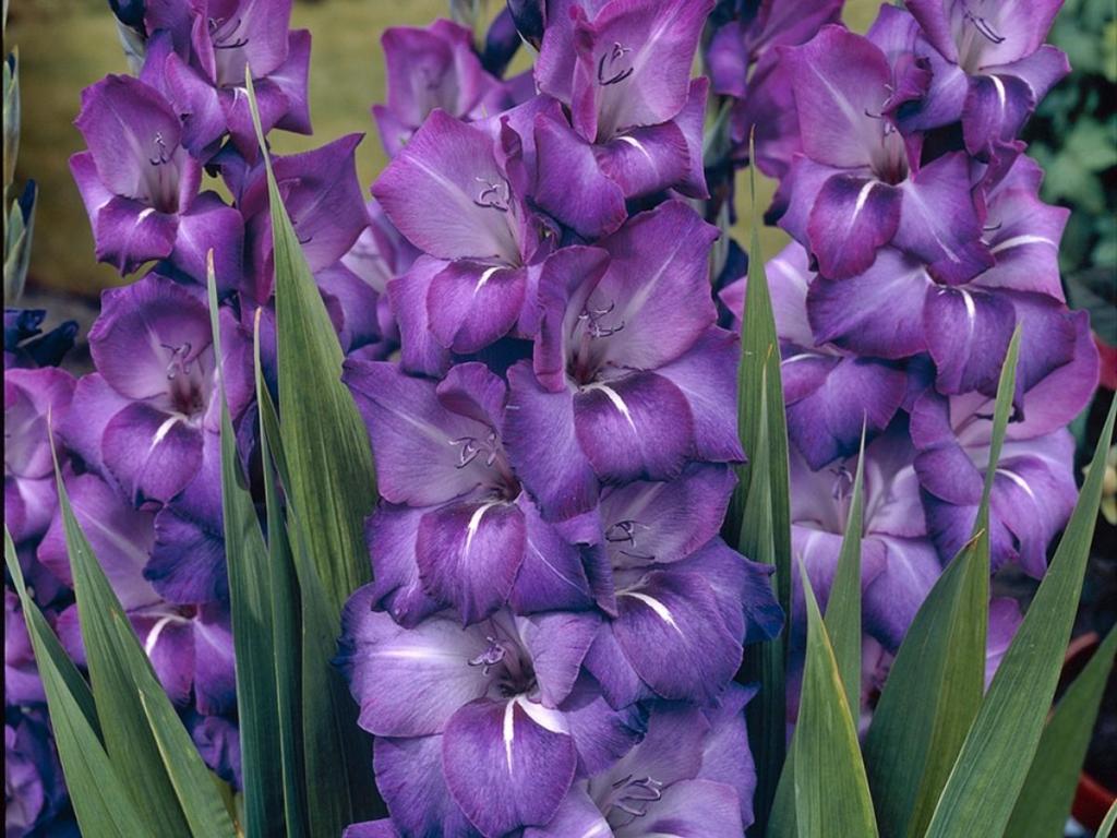 Van Zyverden Gladiolus Plant Bulbs, 12 Count