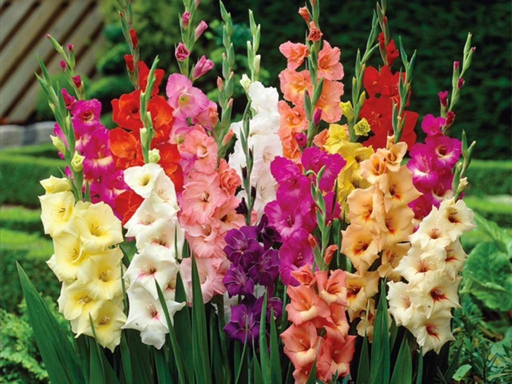 Van Zyverden Gladiolus Plant Bulbs, 25 Count