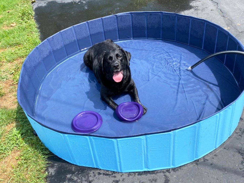 black lab laying in a blue pool