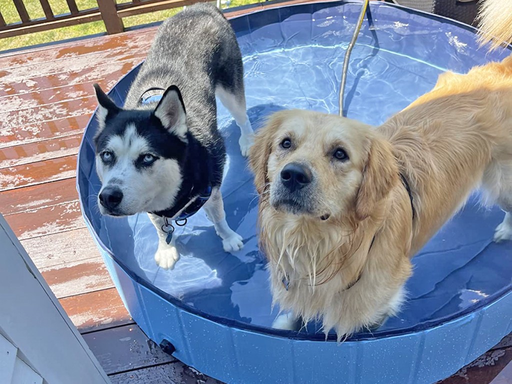 husky and golden retriever in a blue pool on a deck