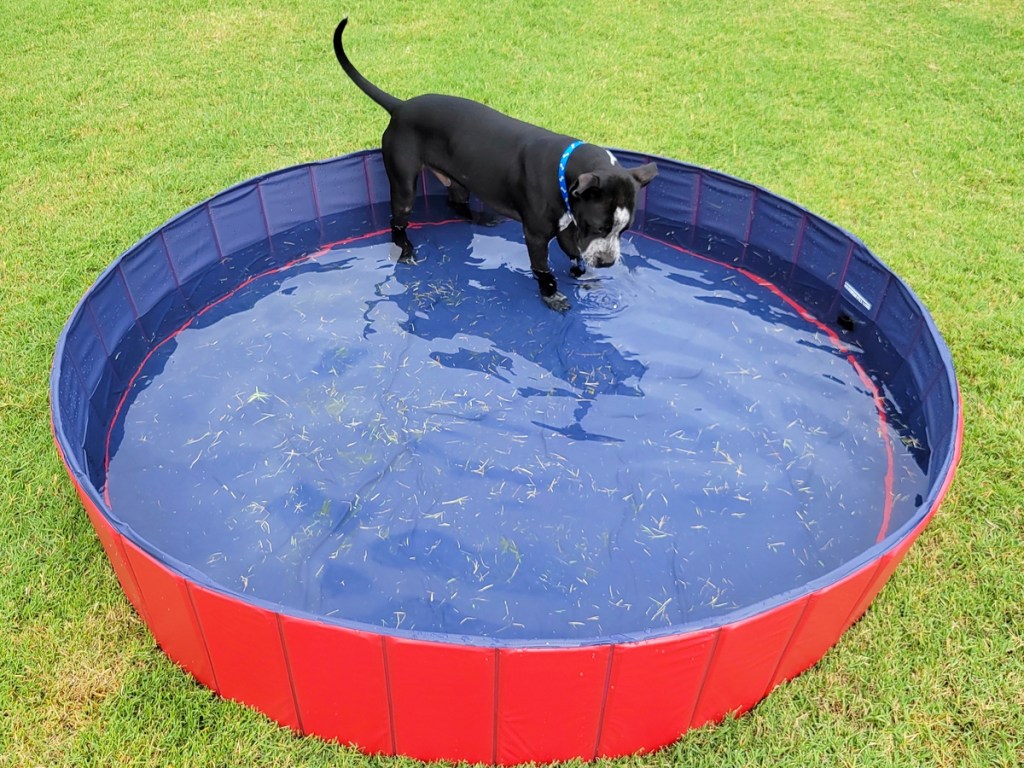 black dog standing in a red pool in grass
