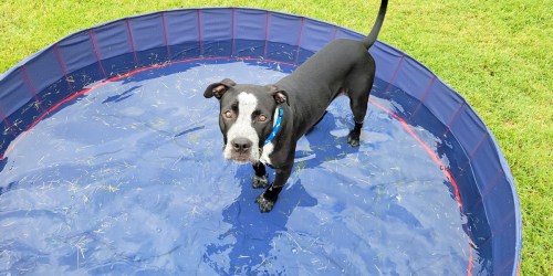 Extra Large Collapsible Pet Pools from $28.79 Shipped on Amazon | Folds Up Easily for Storage