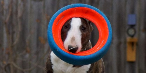 Chuckit! Frisbee Wheel Dog Toy Just $5 on Amazon (Regularly $25)