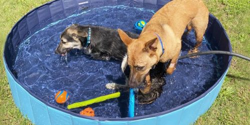 Extra-Large Foldable Pet Swimming Pool Only $28.89 on Walmart.com | Easy Set-Up/Take Down