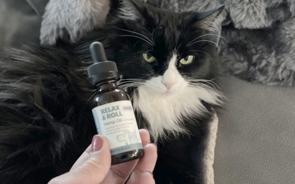 cat with hemp oil