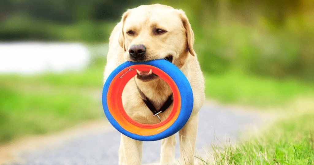 dog holding Chuckit! Fetch Wheel in mouth
