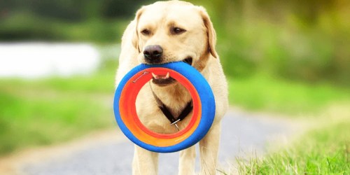 Chuckit Dog Frisbee Wheel Just $5 on Amazon (Regularly $25)